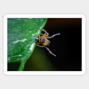 A gorgeous metallic jumper (Siler semiglaucus) showing its colourful abdomen from a Monstera Thai constellation!! It's also know as colorful jumping spider and jade jumping spider Sticker